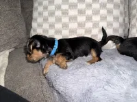 Blue, a female Yorkshire Terrier for sale in Hammond, IN – 6 of 6