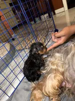 Ike, a female Yorkshire Terrier for sale in Hammond, IN – 3 of 3