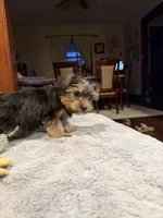 Green, a male Yorkshire Terrier for sale in Hammond, IN – 4 of 5