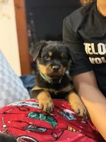 Buddy, a male Rottweiler for sale in Hammond, IN – Photo 1 of 10