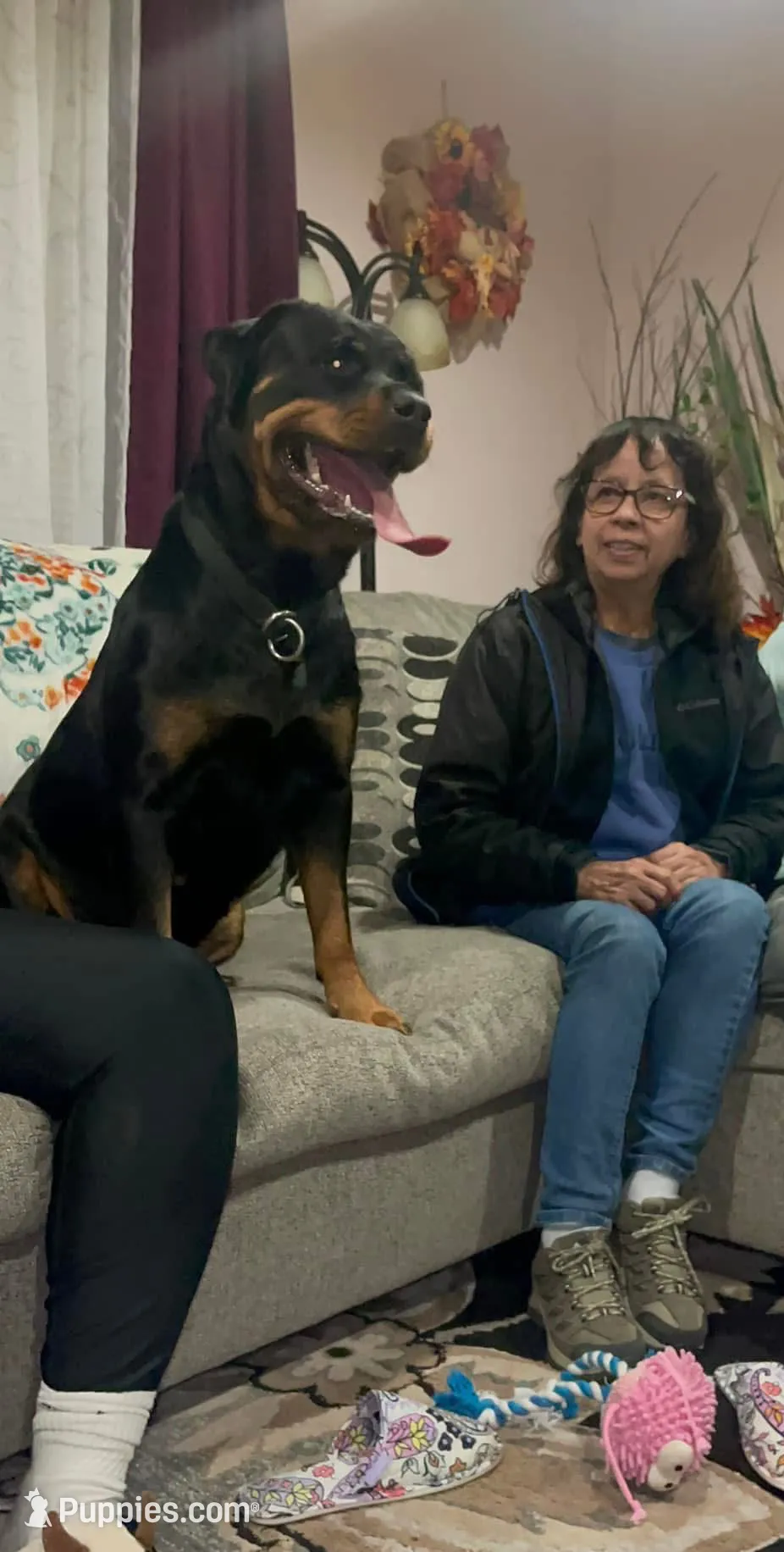 Buddy, a male Rottweiler for sale in Hammond, IN – Photo 5 of 10