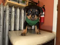 Buddy, a male Rottweiler for sale in Hammond, IN – Photo 3 of 10