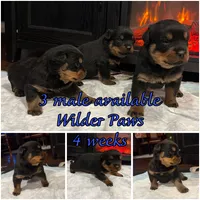 Buddy, a male Rottweiler for sale in Hammond, IN – Photo 4 of 10