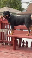 Buddy, a male Rottweiler for sale in Hammond, IN – Photo 8 of 10
