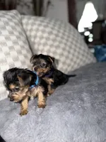 Blue, a female Yorkshire Terrier for sale in Hammond, IN – 2 of 6
