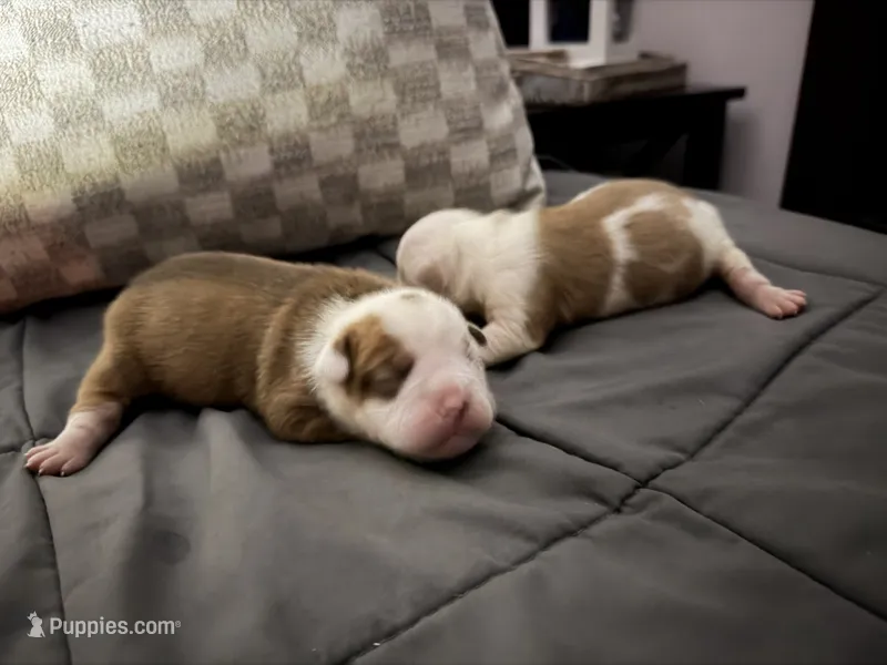Chubby  – Olde English Bulldogge puppy for sale in Hammond, IN