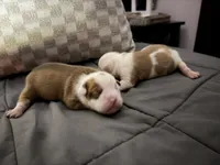 Chubby , a female Olde English Bulldogge for sale in Hammond, IN – 1 of 1