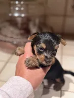 Ike, a female Yorkshire Terrier for sale in Hammond, IN – 1 of 3