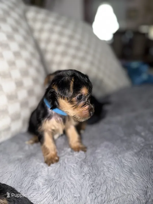 Blue – Yorkshire Terrier puppy for sale in Hammond, IN