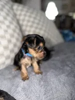 Blue, a female Yorkshire Terrier for sale in Hammond, IN – 1 of 6
