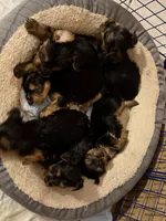 Tina , a female Yorkshire Terrier for sale in Hammond, IN – 4 of 4