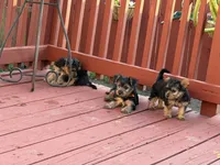 Pork, a female Yorkshire Terrier for sale in Hammond, IN – 3 of 3