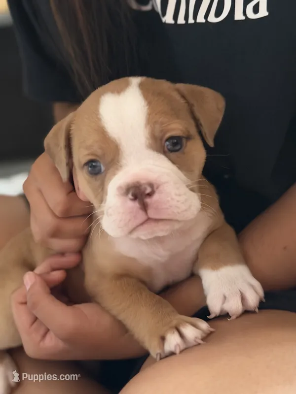 Spot – Olde English Bulldogge puppy for sale in Hammond, IN