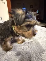 Green, a male Yorkshire Terrier for sale in Hammond, IN – 2 of 5