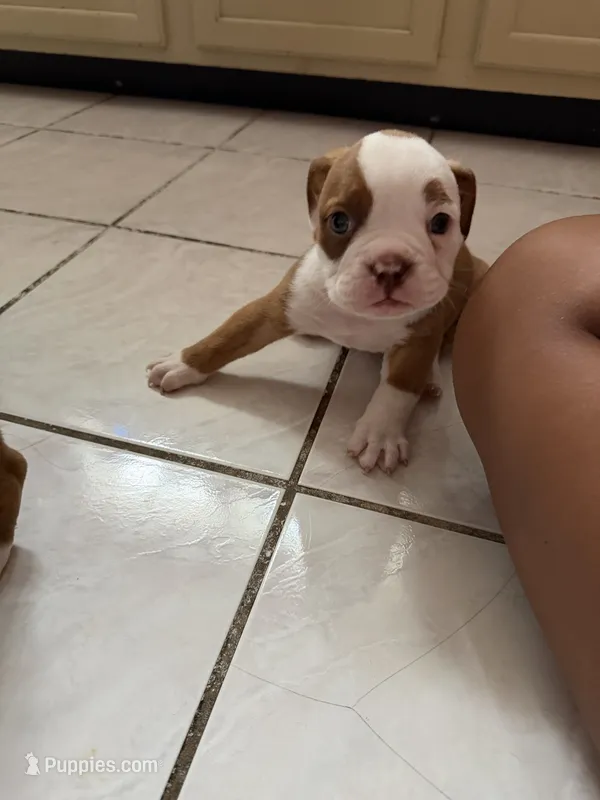Chubby  – Olde English Bulldogge puppy for sale in Hammond, IN