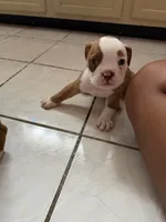 Chubby , a female Olde English Bulldogge for sale in Hammond, IN – 1 of 3