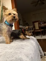 Red , a male Yorkshire Terrier for sale in Hammond, IN – 4 of 4