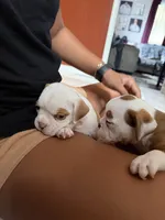 Cow , a male Olde English Bulldogge for sale in Hammond, IN – 3 of 3