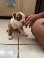Dark, a male Olde English Bulldogge for sale in Hammond, IN – 2 of 3