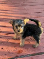 Cotton, a male Yorkshire Terrier for sale in Hammond, IN – 2 of 2