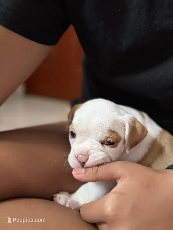 Cow  – Olde English Bulldogge puppy for sale in Hammond, IN