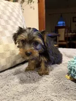Green, a male Yorkshire Terrier for sale in Hammond, IN – 5 of 5