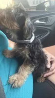Silver, a male Yorkshire Terrier for sale in Hammond, IN – 4 of 4