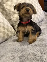 Red , a male Yorkshire Terrier for sale in Hammond, IN – 1 of 4