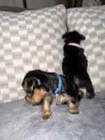 Blue, a female Yorkshire Terrier for sale in Hammond, IN – 4 of 6