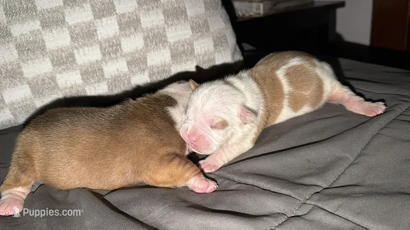 Cow  – Olde English Bulldogge puppy for sale in Hammond, IN