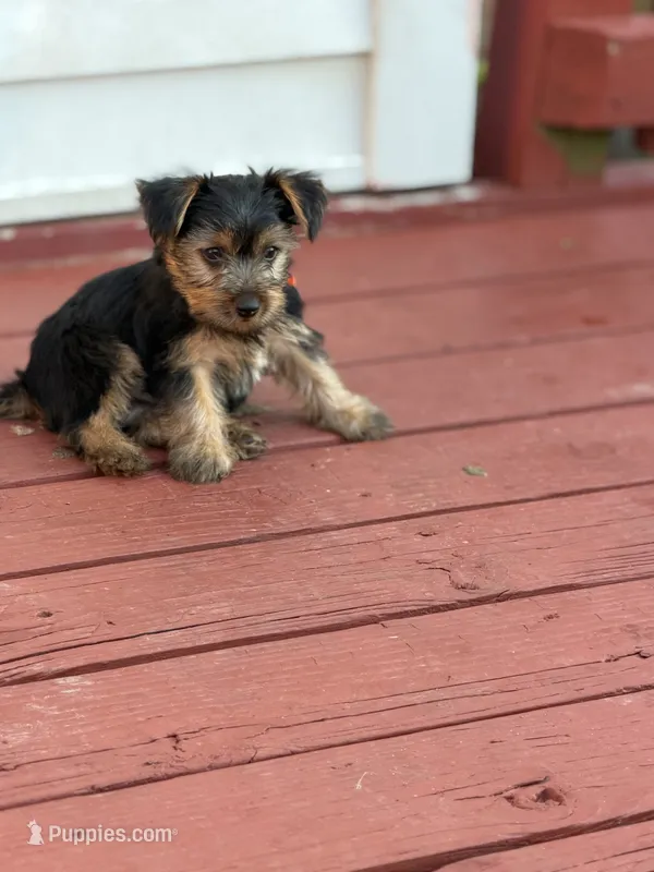 Pork – Yorkshire Terrier puppy for sale in Hammond, IN
