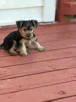 Pork, a female Yorkshire Terrier for sale in Hammond, IN – 1 of 3