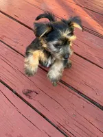Pork, a female Yorkshire Terrier for sale in Hammond, IN – 2 of 3