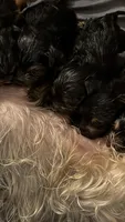 Tina , a female Yorkshire Terrier for sale in Hammond, IN – 2 of 4