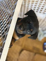 Cardi Purple , a female Rottweiler for sale in Hammond, IN – Photo 3 of 7