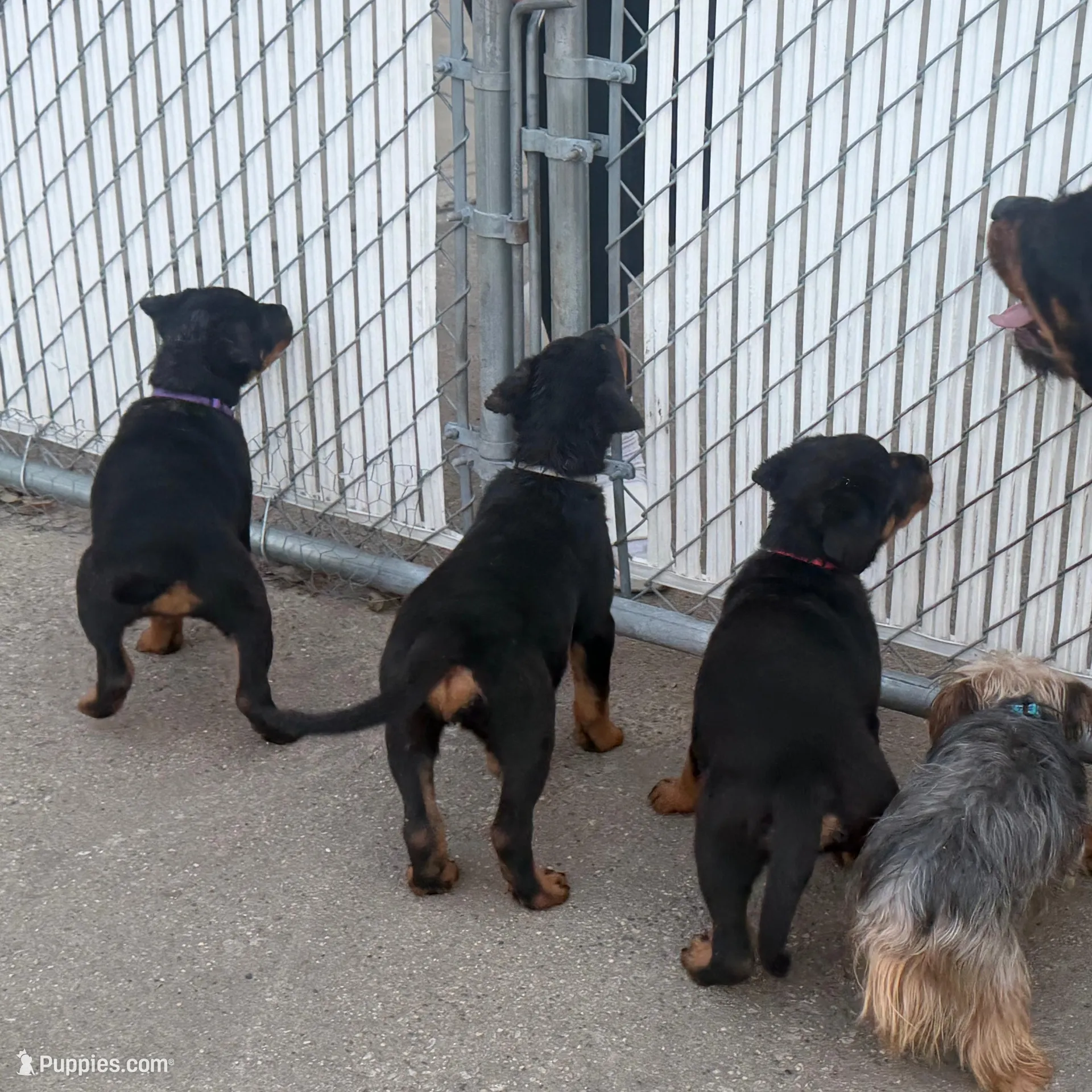 Cardi Purple , a female Rottweiler for sale in Hammond, IN – Photo 4 of 7