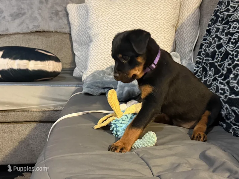 Cardi Purple , a female Rottweiler for sale in Hammond, IN – Photo 1 of 7