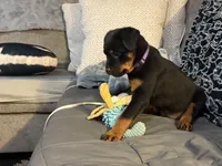 Cardi Purple , a female Rottweiler for sale in Hammond, IN – Photo 1 of 7