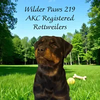 Cardi Purple , a female Rottweiler for sale in Hammond, IN – Photo 6 of 7