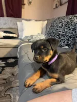 Cardi Purple , a female Rottweiler for sale in Hammond, IN – Photo 5 of 7