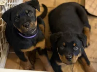 Cardi Purple , a female Rottweiler for sale in Hammond, IN – Photo 2 of 7