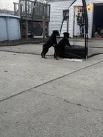 Cardi Purple , a female Rottweiler for sale in Hammond, IN – Photo 7 of 7