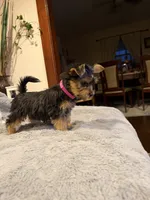 Pink, a female Yorkshire Terrier for sale in Hammond, IN – 2 of 4