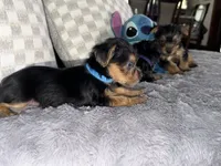 Blue, a female Yorkshire Terrier for sale in Hammond, IN – 3 of 6