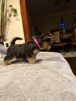 Pink, a female Yorkshire Terrier for sale in Hammond, IN – 3 of 4
