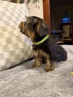 Green, a male Yorkshire Terrier for sale in Hammond, IN – 3 of 5