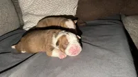 Dark, a male Olde English Bulldogge for sale in Hammond, IN – 1 of 1