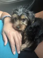 Silver, a male Yorkshire Terrier for sale in Hammond, IN – 2 of 4