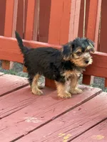 Cotton, a male Yorkshire Terrier for sale in Hammond, IN – 1 of 2