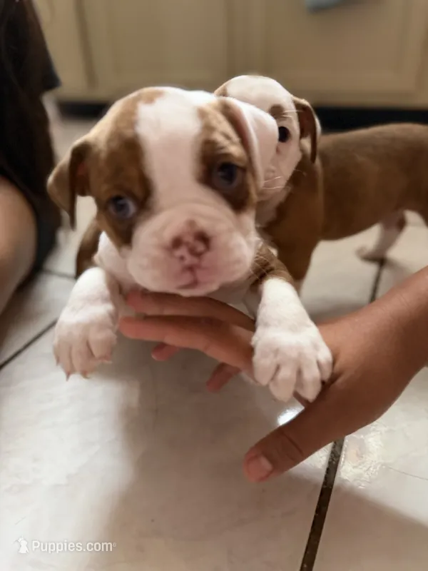 Dark – Olde English Bulldogge puppy for sale in Hammond, IN